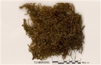 藏品(擬垂枝苔)的圖片